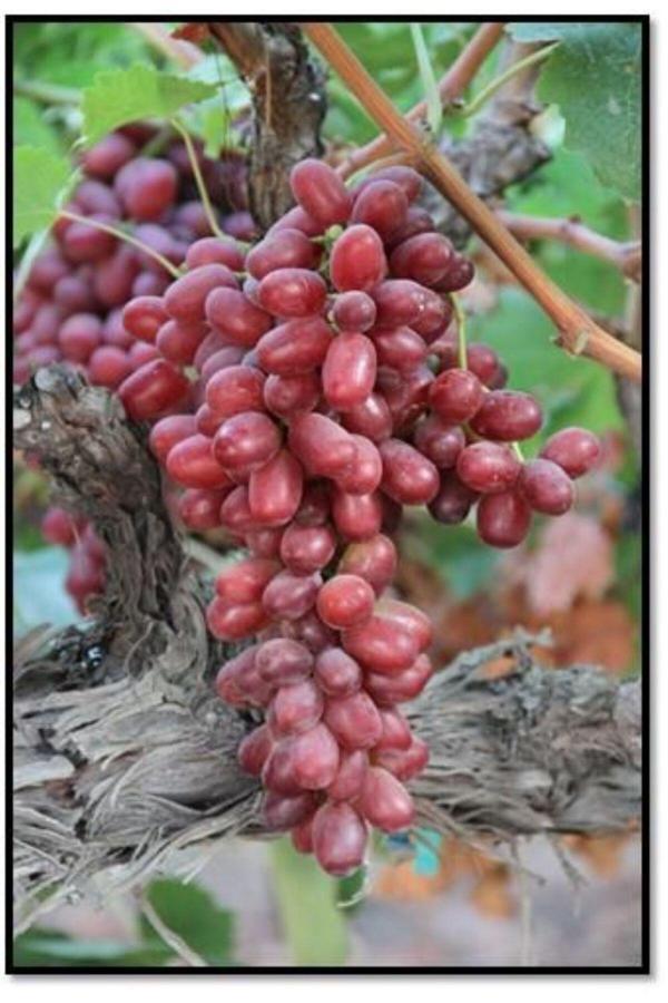 Bahçevilya Black Finger Kırmızı Siyah Üzümü 1-2 Yaş Arası Tüplü - Image 1