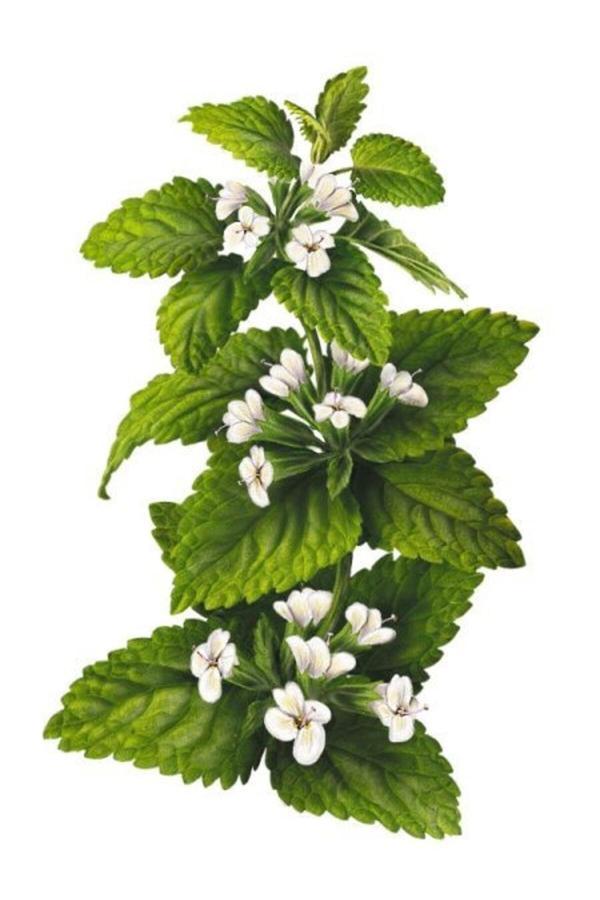 Doğaşık Melisa Çiçeği Fidanı (Melissa Officinalis): Doğal Sağlığınız Için Bir Mucize "Limon Otu" - Image 1