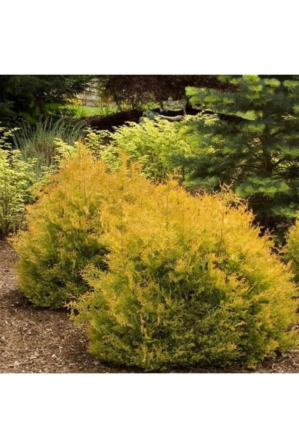 Bahçevilya 1-2 Yaşında Tüplü Raingold Mazı - Thuja Occidentalis 'Rheingold' İle Bahçenize Renk Katın" - Image 1