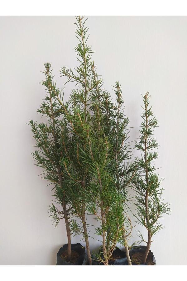 Doğaşık Sedir Fidanı (Toros Sediri) 20-40 Cm - Image 1