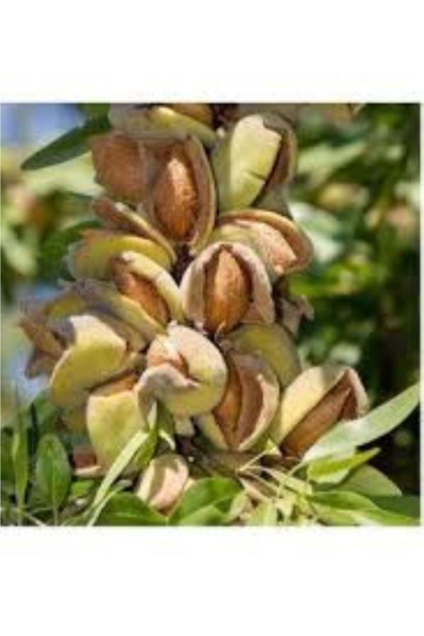 Bahçevilya Aşılı Penta Badem Fidanı 80 Cm Üzeri Saksılı - Image 1