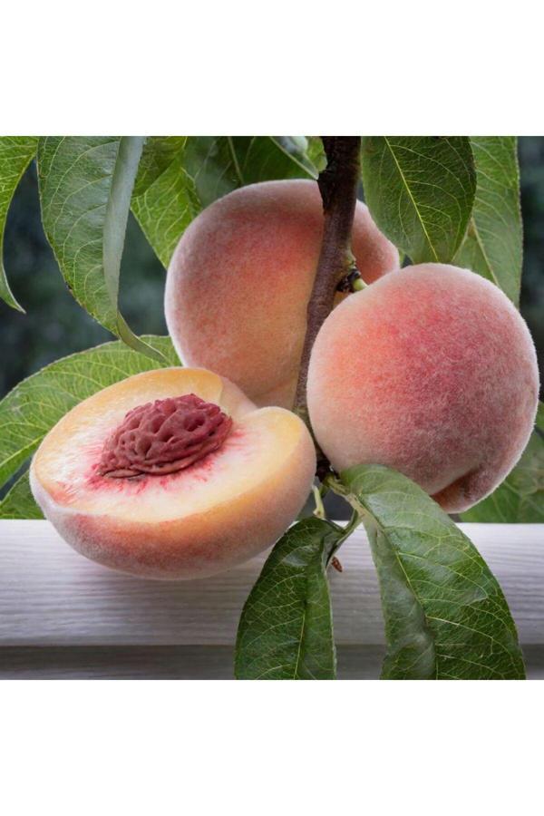 Bahçevilya Aşılı Şeftali Fidanı 2 Yaşında Saksılı Ve 80 Cm Üzeri - Image 1