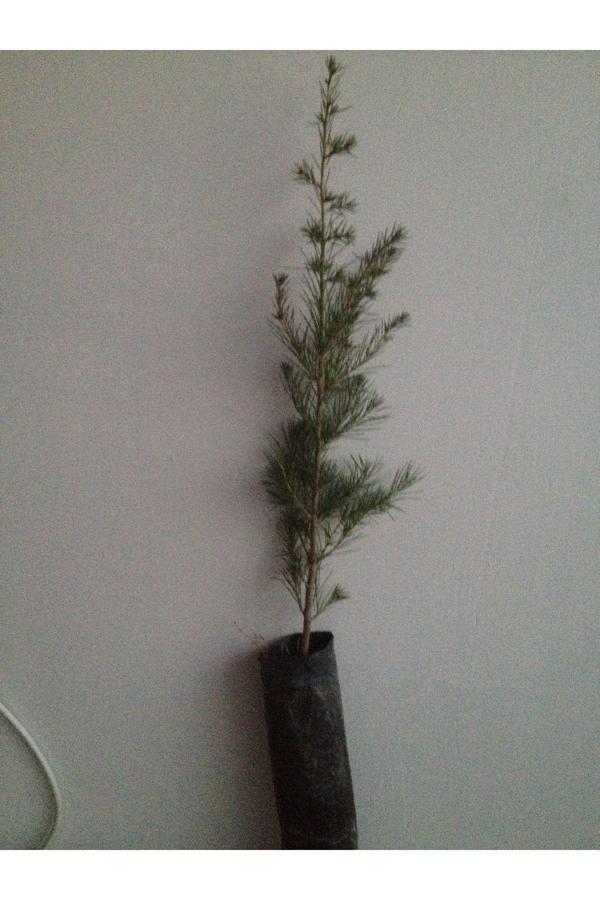 Bahçevilya Tüplü Sedir Fidan - 40-60 Cm - Dayanıklı Iğne Yapraklı Ağaç - Image 1
