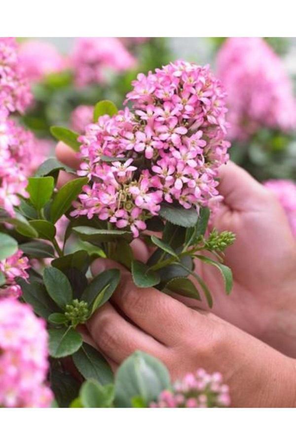 Bahçevilya Pembe Çiçeklerle Bezenmiş Eskalonya Fidanı [Escallonia Leavis Pink] Elle1-2 Yaş Saksılı - Image 1