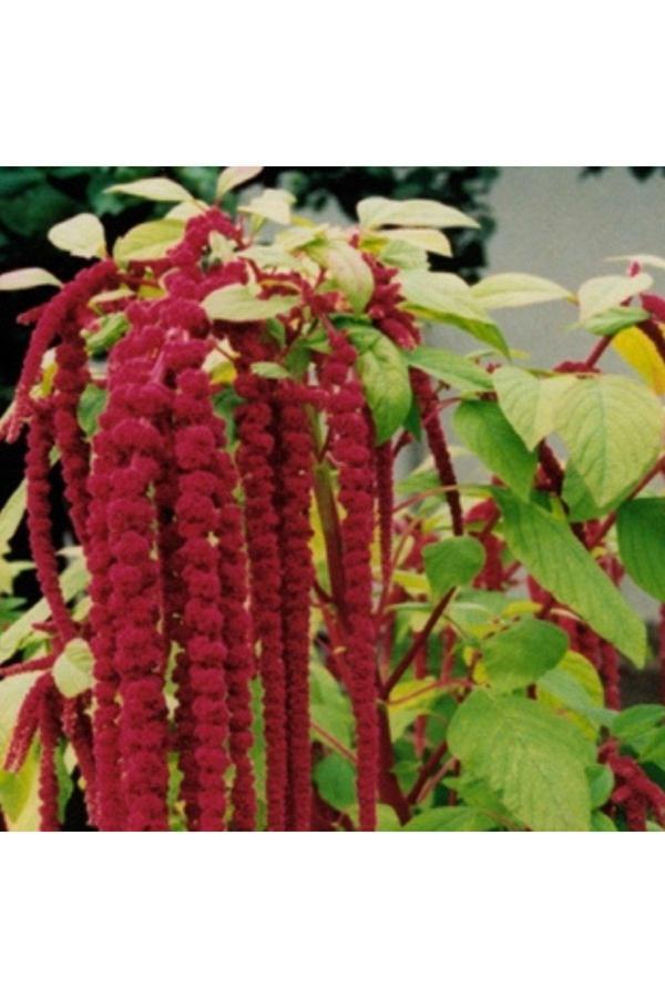 Bahçevilya Iki Paket Horozibiği. Kırmızı (100) Tohum - Image 1