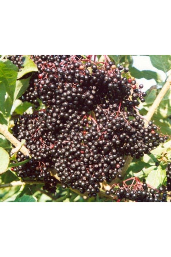 Bahçevilya Kara Mürver Fidanı (Sambucus Nigra) 2-3 Yaşında - Tüplü, Meyve Vermeye Hazır Ve Dayanıklı - Image 1