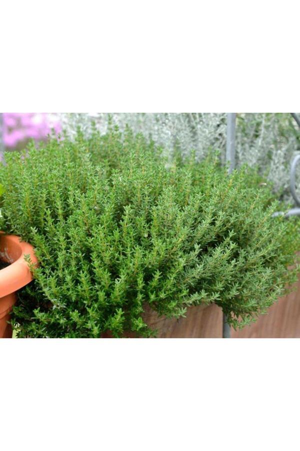Bahçevilya Thymus Vulgaris Dik Kekik Fidanı - Lezzetli Ve Sağlıklı Baharat Bitkisi 1-2 Yaş Arası Saksılı - Image 1