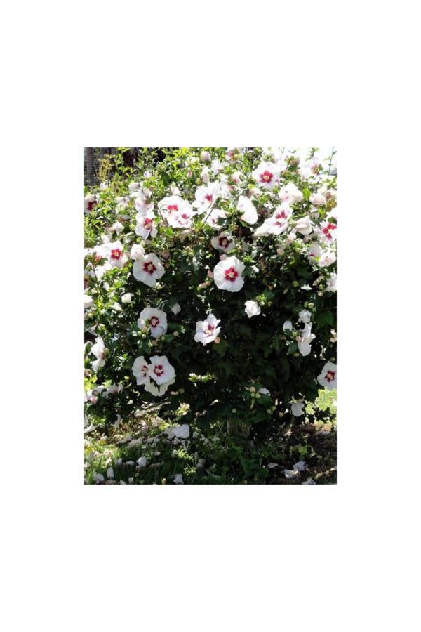 Doğaşık Ağaç Hatmi Fidanı 1-2 Yaş Arası Tüplü  - Image 1