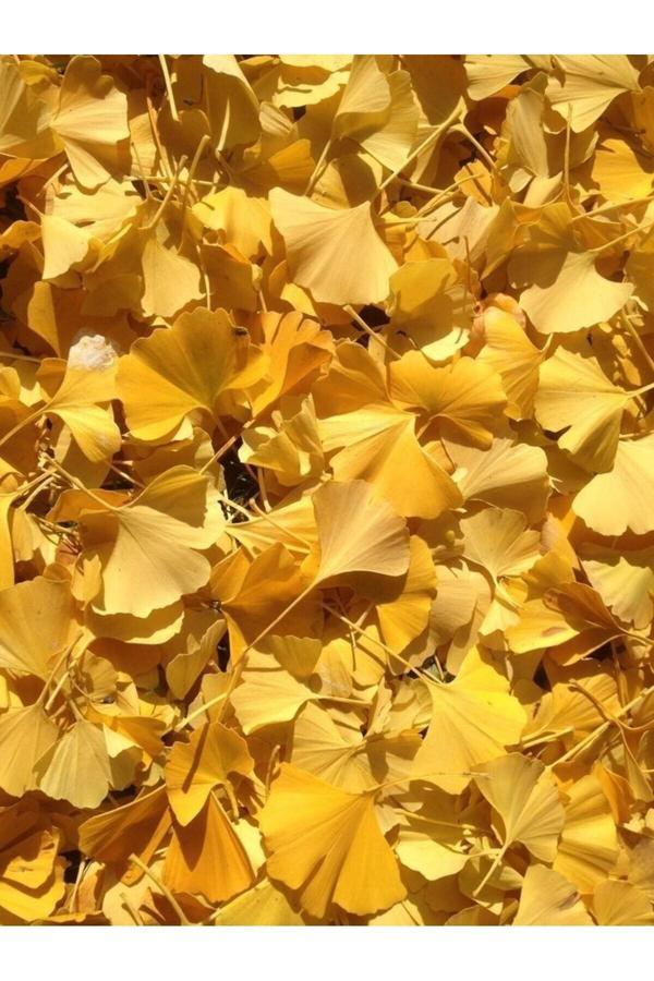 Doğaşık 3 Adet Sarı Mabet Ağacı 15-20Cm - Image 1