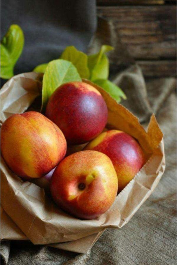 Bahçevilya Aşılı Nektarin Fidanı Saksılı 80 Cm Üzeri 2 Yaşında - Image 1