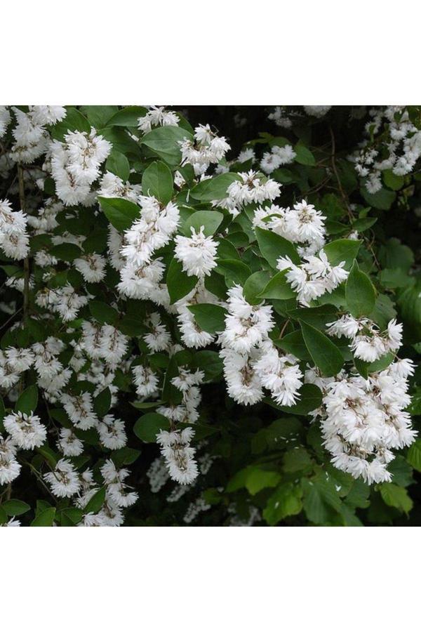 Doğaşık Havlu Püskülü Fidanı Katlı 3 Yaşında Tüplü - Image 1