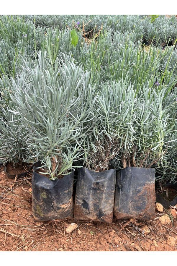 Bahçevilya Lavandula Angustifolia Lavanta Fidanı 1-2 Yaş Arası (Çalı Formunda Aromatik Bitki) 20-30 Cm Boy - Image 1
