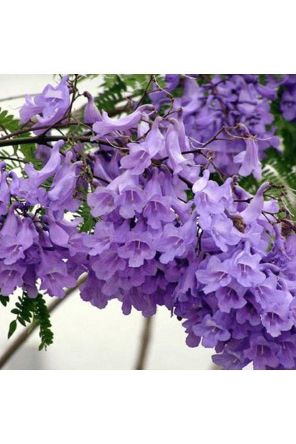 Bahçevilya Mavi Jakaranda Tohumu ( 5 Tohum ) - Image 1