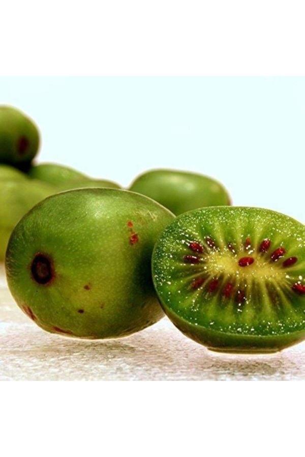 Bahçevilya 20-40 Cm Boyunda 1-2 Yaş Arası Mini Kivi (Actinidia Arguta) Fidanı - Kolay Yetişen Tatlı Ve Lezzetli - Image 1