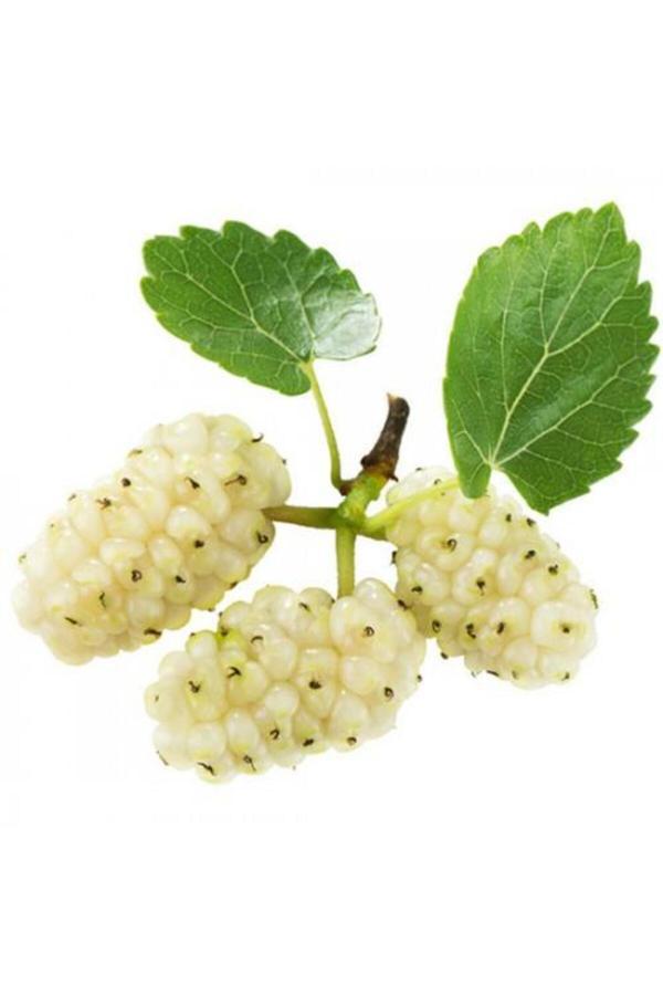 Ases Tüplü Aşılı Beyaz Dut Fidanı - Image 1