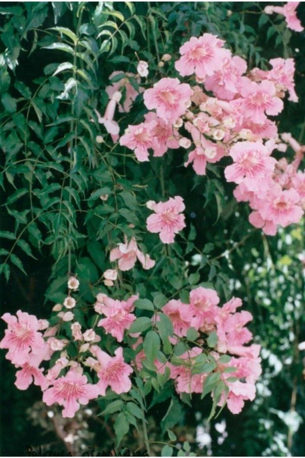 Bahçevilya Pembe Acem Borusu Sarmaşığı Tohumu (5 Tohum) - Image 1