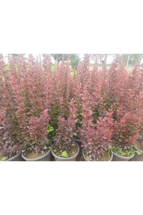 Doğaşık Sonbaharda Kırmızıya Bürünen: Tüplü Roket Berberis ( Roket Kadın Tuzluğu) Fidanı - Image 1