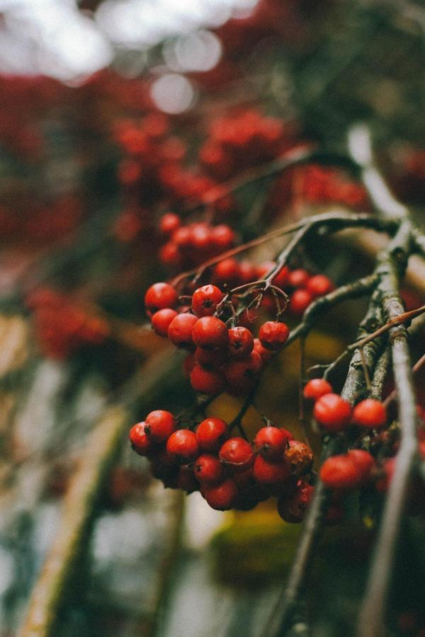 Bahçevilya Tatlı Ve Lezzetli Için Kaliteli Üvez Fidanı [60 80 Cm ] - Image 1