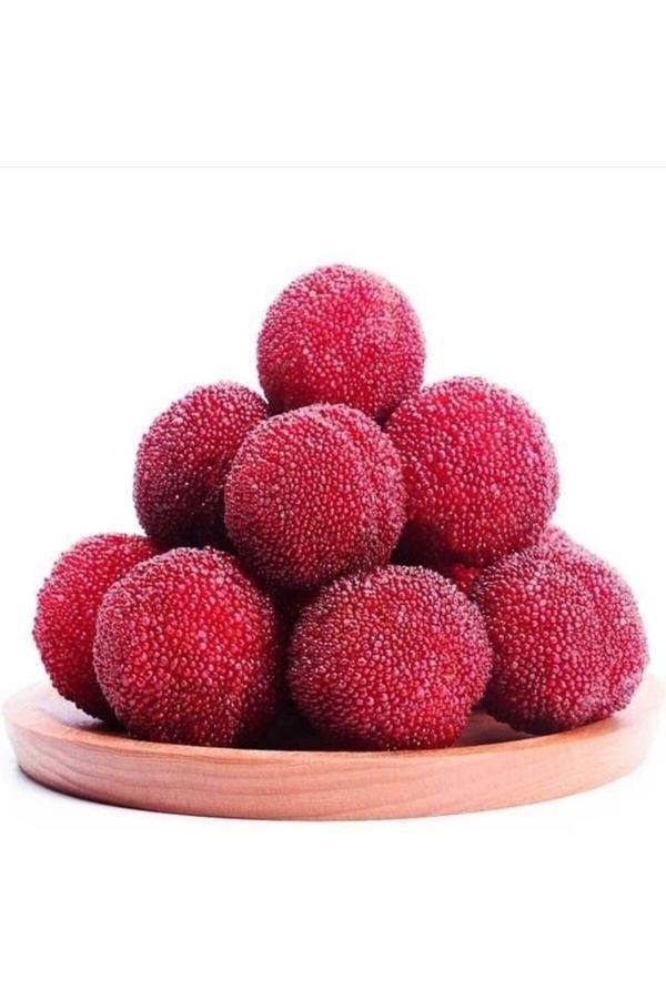 Bahçevilya Lezzetli Meyve Veren 2 Adet Koca Yemiş Fidanı (Arbutus Unedo) - 2 Yaşında Tüplü Ve Dayanıklı - Image 1