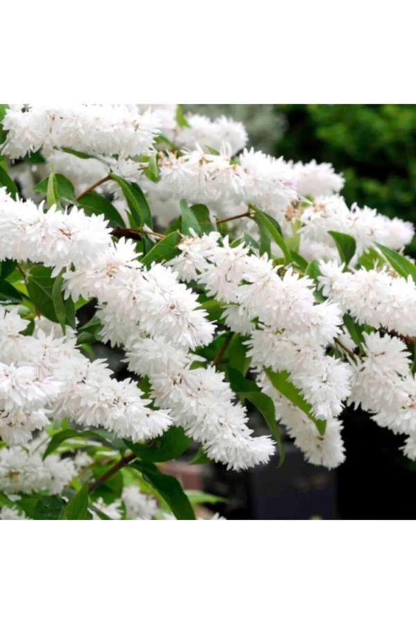 Bahçevilya Havlu Püskülü Fidanı 100 Cm-120 Cm - Image 1