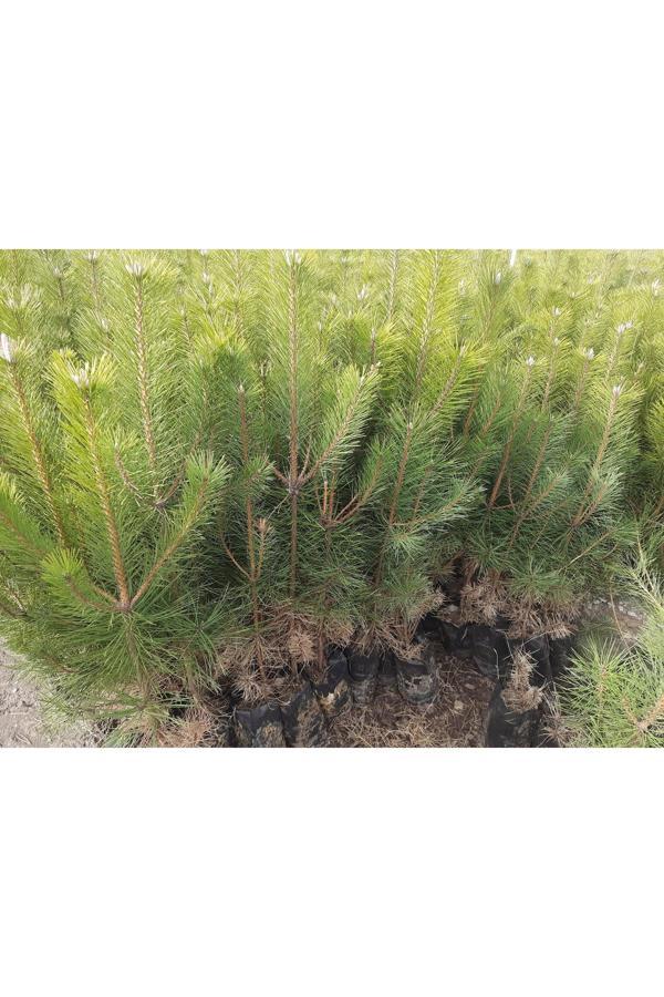 Doğaşık 40 Cm Çam Fidanı 25 Adet - Image 1