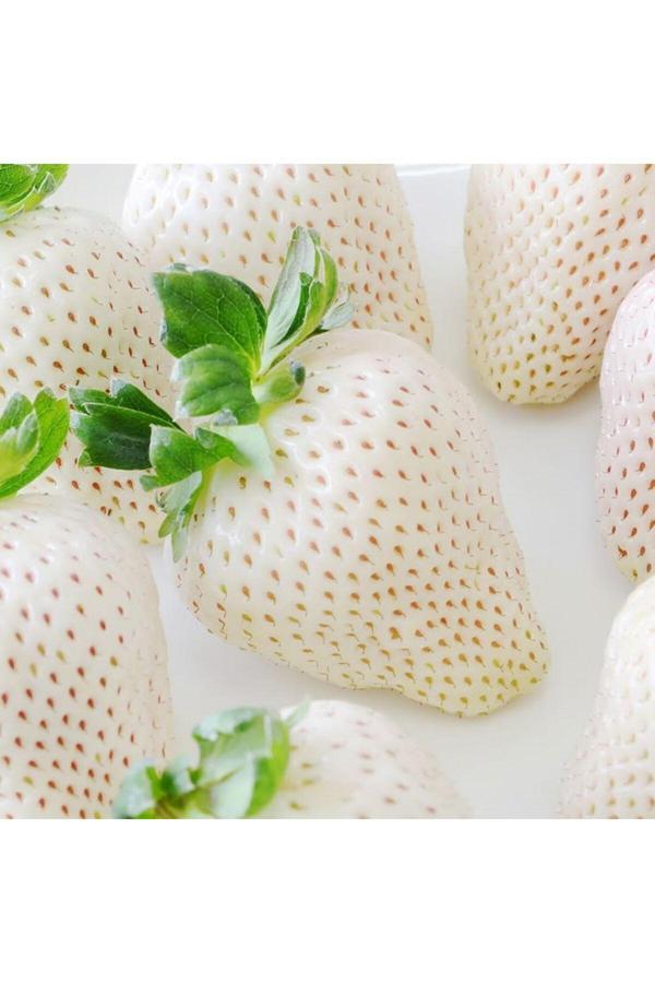 Bahçevilya Beyaz Çilek Fidanı 1-2 Yaş Arası Saksılı - Image 1