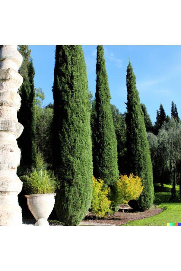 Doğaşık Bahçeniz İçin 2 Adet 80-110 Cm Kara Servi Fidanı Tüplü 1 2 Yaşında - Image 1