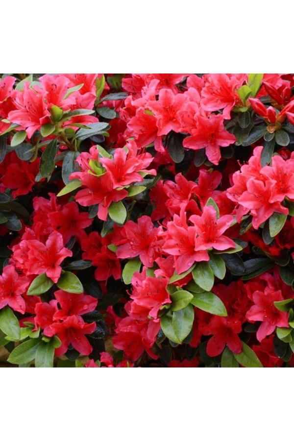 Bahçevilya Kırmızı Açelya Fidanı  Yoğun Çiçeklenme Ve Zarif Bahçe Bitkisi 1 Yaş Saksılı - Image 1