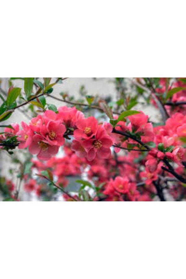 Bahçevilya Japon Ayvası Bahar Dalı Fidanı – Kırmızı Çiçekli, 1-2 Yaş - Image 1