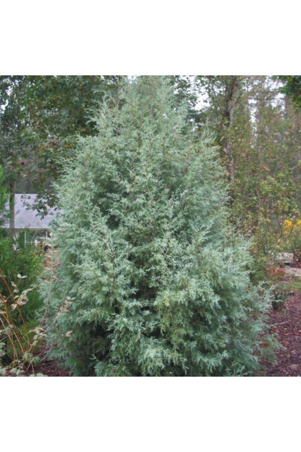 Bahçevilya 2 Yaşında Tüplü Yalancı Servi (Chamaecyparis) Fidanı - Dayanıklı Ve Estetik Peyzaj Ağacı - Image 1