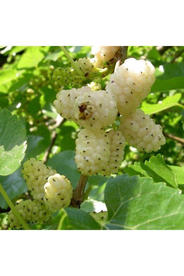 Bahçevilya Beyaz Dut Fidanı - Morus Alba, Vitamin Bakımından Zengin Meyveler 1-2 Yaş Arası Saksılı - Image 1