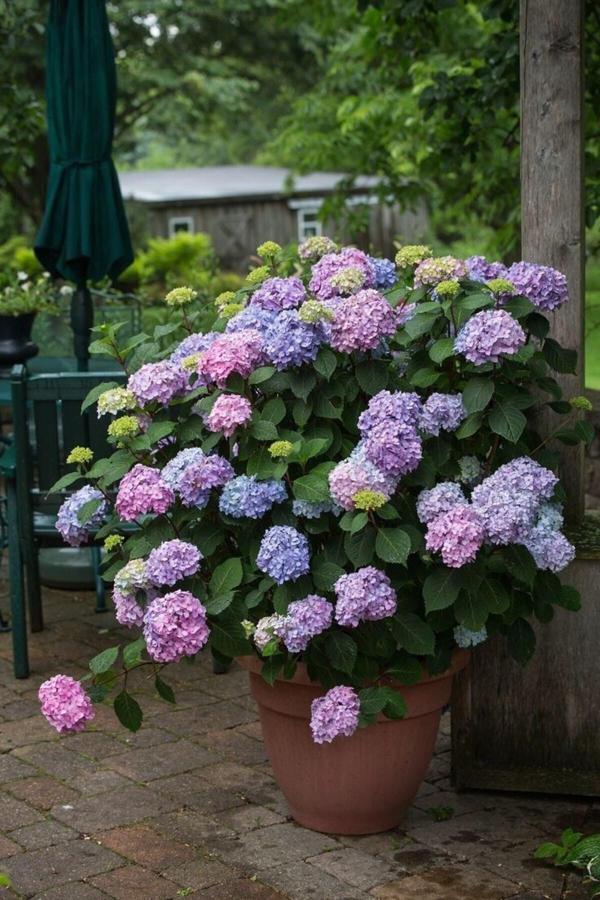 Bahçevilya Dört Mevsim Bahçem Ortanca Çiçeği Fidanı Tüplü Karışık Renkli Cinsi [Hydrangea Macrobhylla] - Image 1