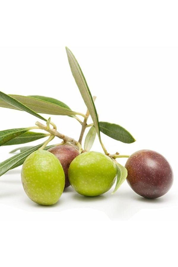 Doğaşık Zeytin Ağacı Fidanı Nesilden Nesile Miras Kalan Ağaç 2 Yaşında - Image 1