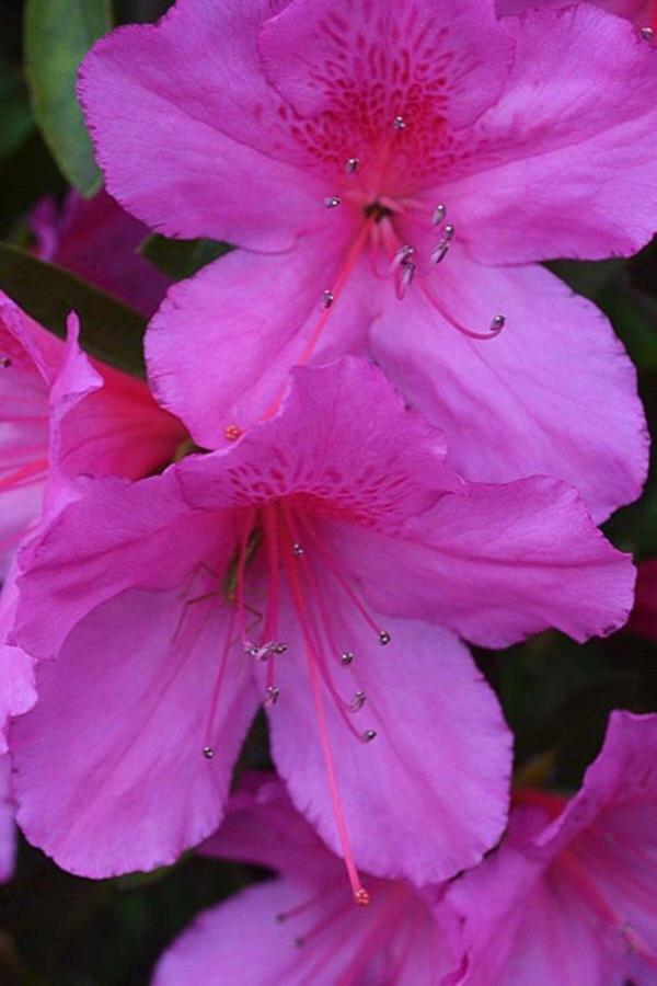 Bahçevilya Açelya Fidanı Baharın En Güzel Habercisi: Açelya 1-2 Yaş Arası Saksılı - Image 1