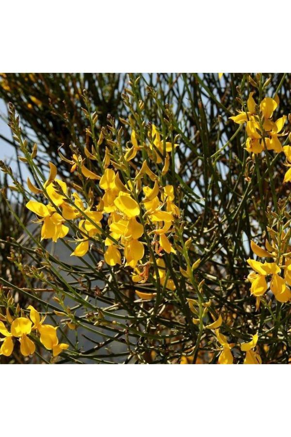 Bahçevilya Katır Tırnağı Fidanı Mis Kokulu 2 Yaşında 20-40 Cm Tüplü - Image 1