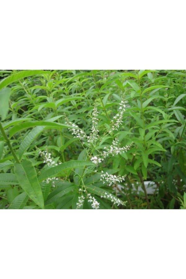 Ases 2 Adet Tüplü Kokulu Limon Otu Melisa Fidanı - Image 1