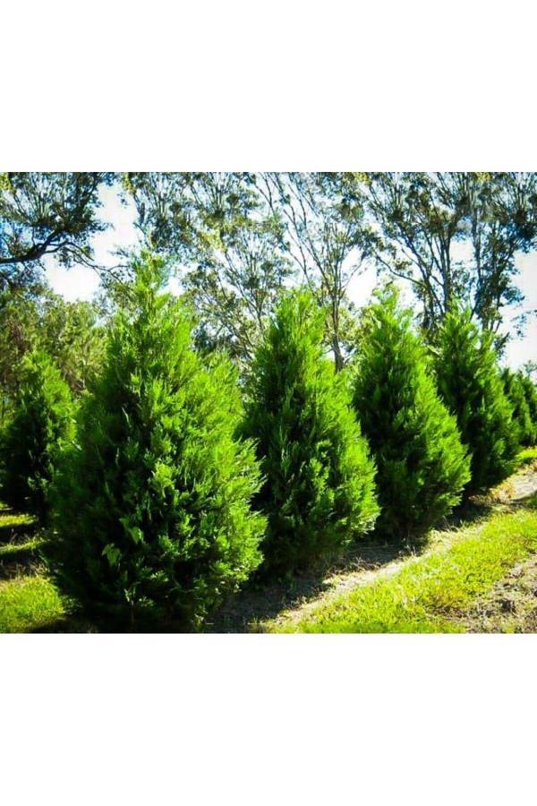 Doğaşık "Leylandi Fidanı 2 Yaş Tüplü- Dış Mekan Peyzajı İçin Mükemmel Seçim" - Image 1