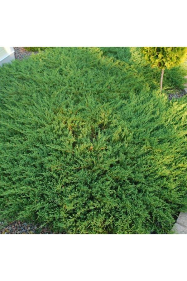 Bahçevilya Yayılıcı Ardıç (Juniperus) Fidanı - 50-70 Cm Boyunda, Bahçeler Için Ideal Yer Örtücü - Image 1