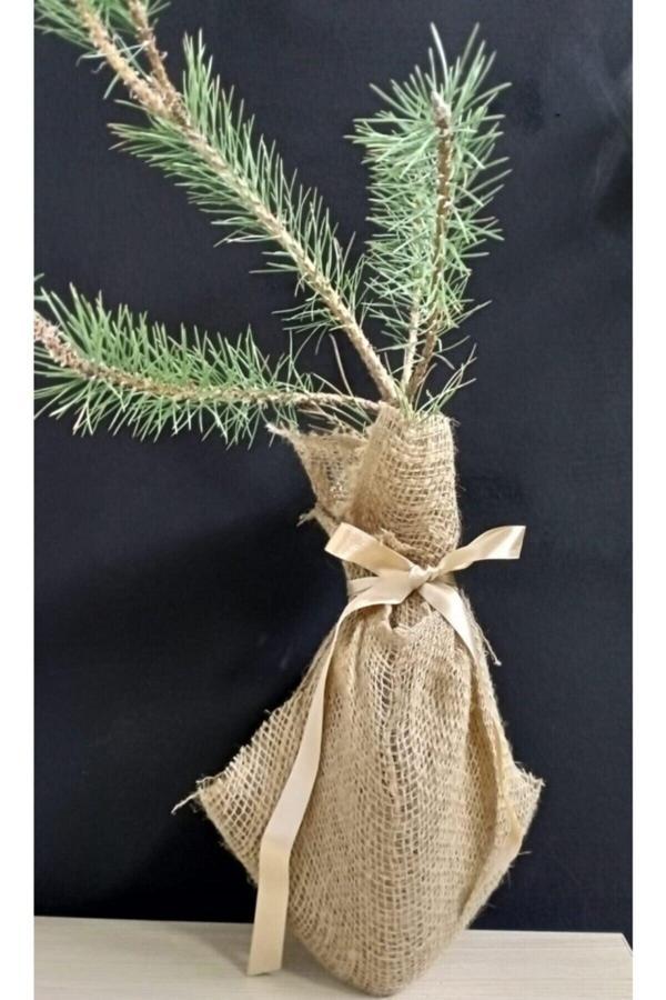 Magenta Sarıçam Fidanı 40-60Cm - Image 1