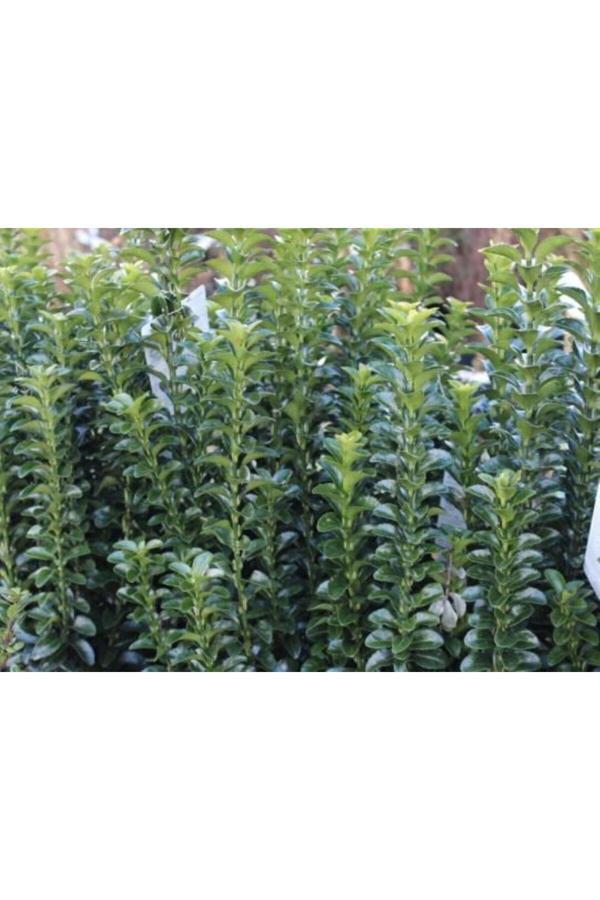 Bahçevilya Sütun Taflan Green Rocket 15-20 Cm Saksılı: Bahçenize Yeşil Bir Dokunuş 1-2 Yaş Arası - Image 1