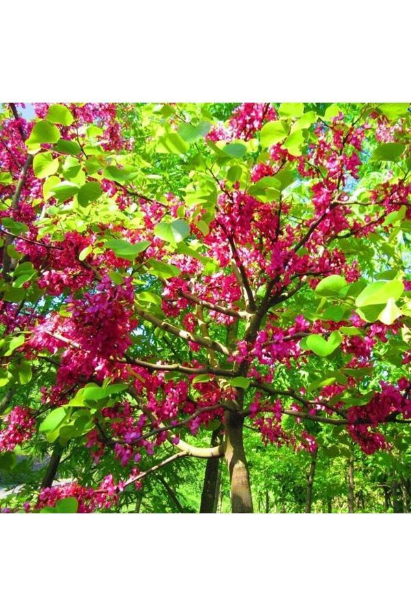 Bahçevilya Tüplü Erguvan Ağacı (Cercis Siliquastrum) Fidanı (30 40 Cm Boy - Image 1