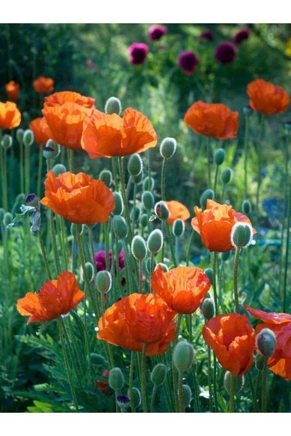 Bahçevilya Turuncu Gelincik Çiçeği Tohumu Doğal 30 Tohum - Image 1