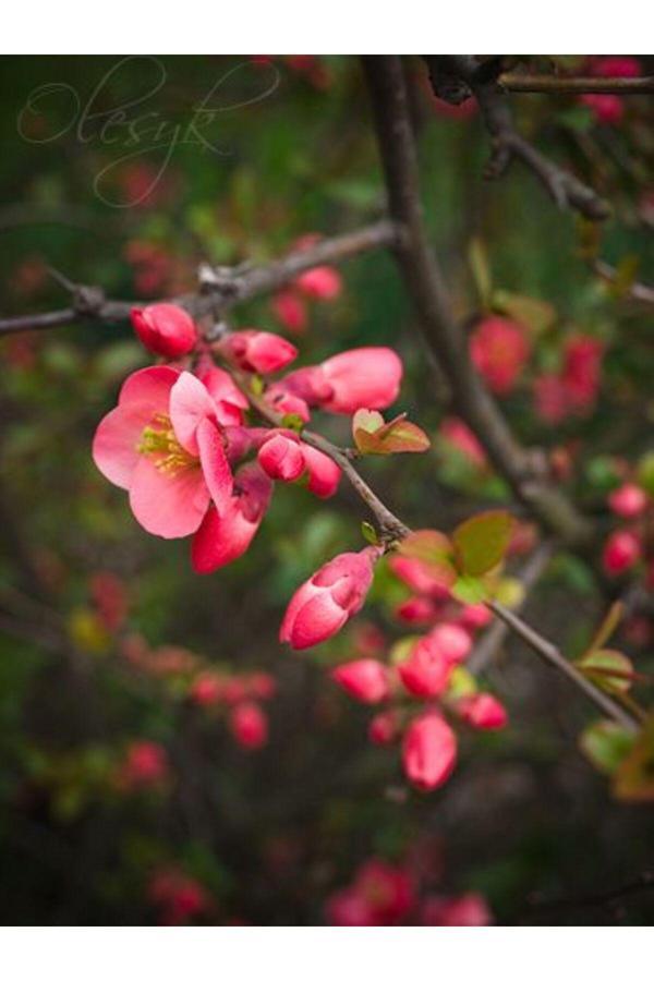 Doğaşık 1-2 Yaş Japon Ayvası Fidanı – Kırmızı Çiçekli Bahar Dalı - Image 1