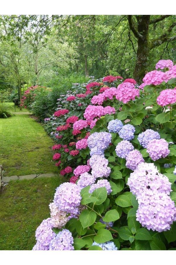 Bahçevilya 4 Adet Ortanca Çiçeği Fidanı Saksılı Karışık Renkli Cinsi [Hydrangea Macrobhylla] - Image 1
