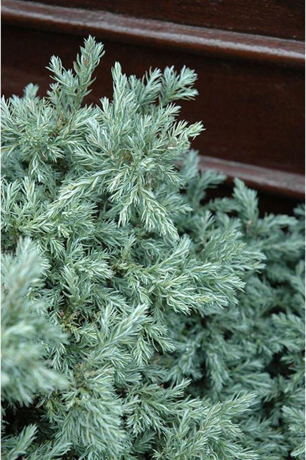 Doğaşık 1-2 Yaş Arası Tüplü Boulevard Savara Yalancı Servi (Chamaecyparis Pisifera 'Boulevard') Fidanı - Image 1