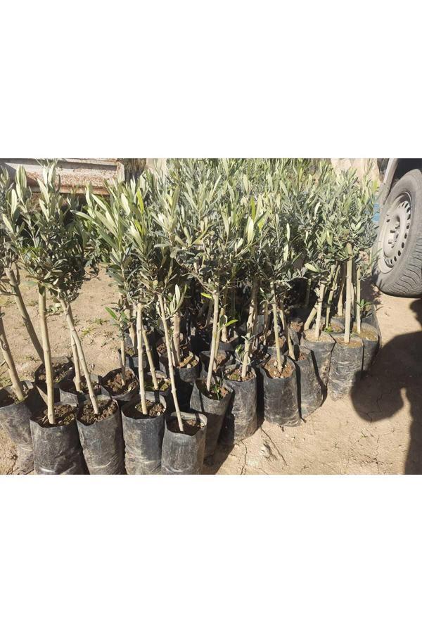 Bahçevilya "Bahçenizin Güzelliği: Zeytin Fidanlarıyla Doğal Ve Etkileyici Bir Peyzaj Oluşturun!"2 Yaşında - Image 1