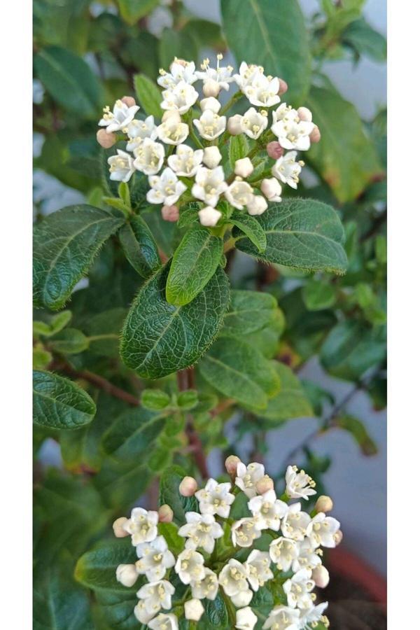 Bahçevilya Vıburnum Tınus Yaprak Dökmeyen Kartopu Fidanı 1-2 Yaş - Image 1