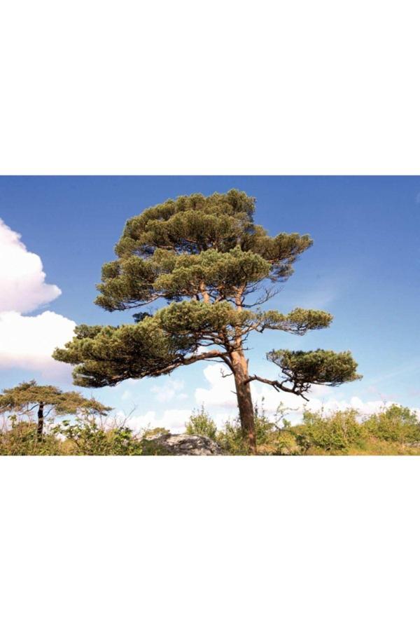 Bahçevilya Sarı Çam 50 - 60 Cm Boy ( 3 Adet ) - Image 1