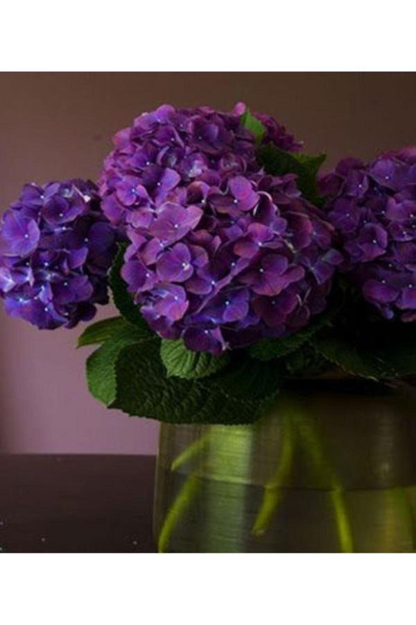 Bahçevilya Zarif Ortanca Fidanı - 1-2 Yaşında Tüplü, Bahçeniz İçin Renkli Bir Seçim - Image 1