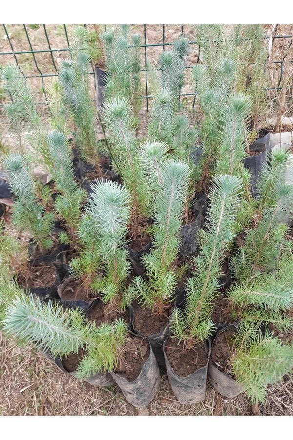 Bahçevilya Fıstık Çamı 60 Cm - 80 Cm - Image 1